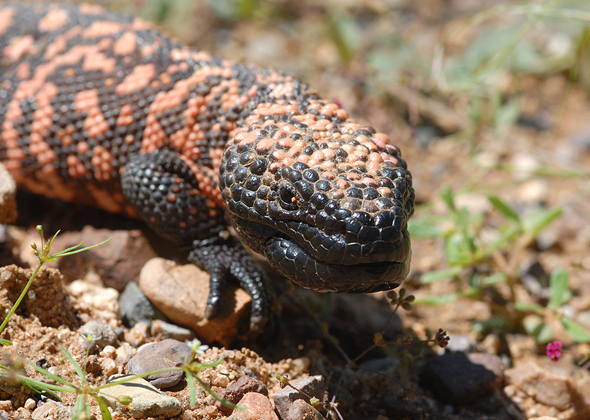 Gila Monsters