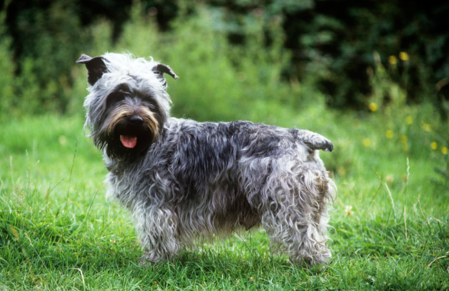 Glen of Imaal Terrier