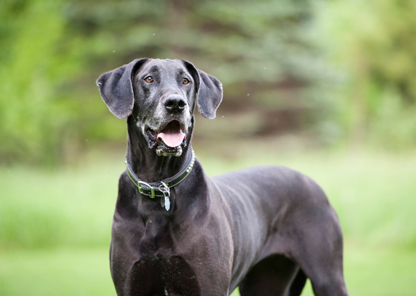 Great Dane