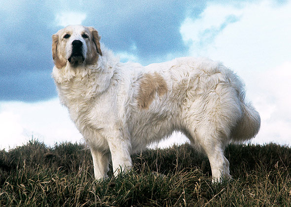 Great Pyrenees
