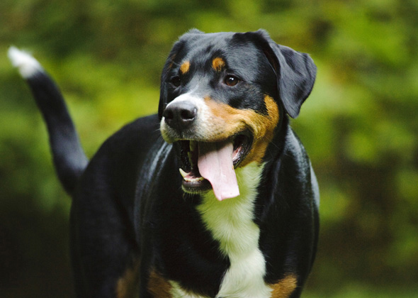 5 Giant Dog Breeds This Veterinarian Can't Get Enough Of