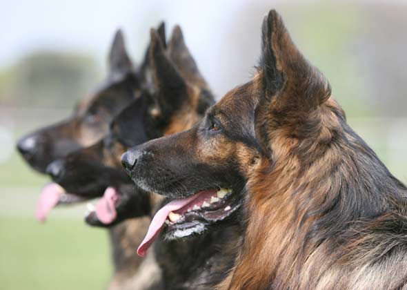 German Shepherd