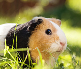 Guinea pig
