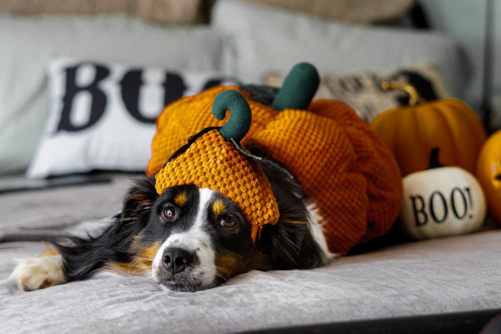 8 Best Dog Halloween Costumes of 2025