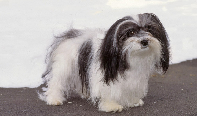 Havanese Dog Breed