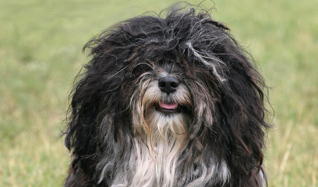 Havanese Dog Breed