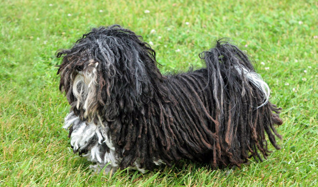 Havanese Dog Breed
