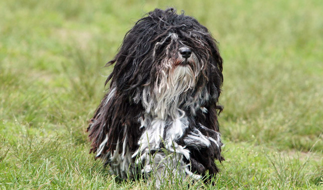 Havanese Dog Breed