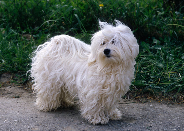 Havanese