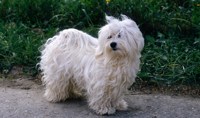 Havanese dog breed