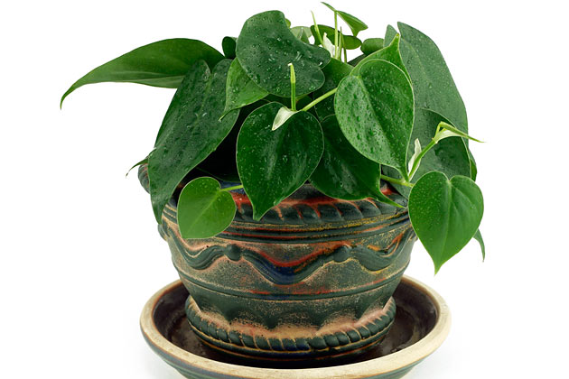Heartleaf Philodendron