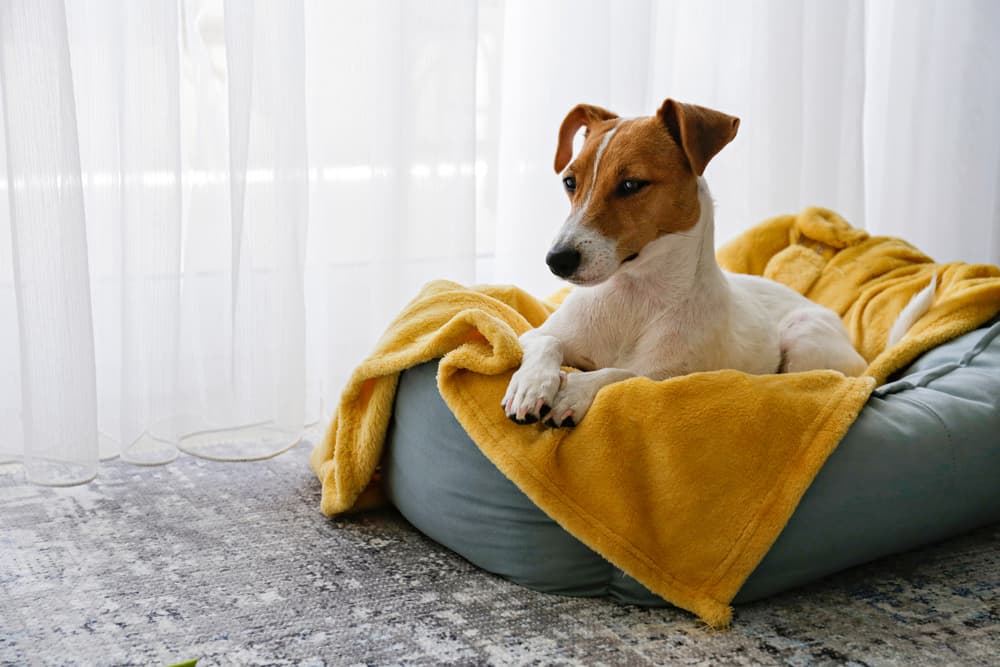 6 Best Heated Dog Beds of 2025
