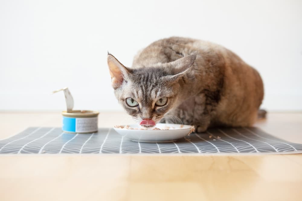 High-Protein Cat Food: 10 Best Options for 2025