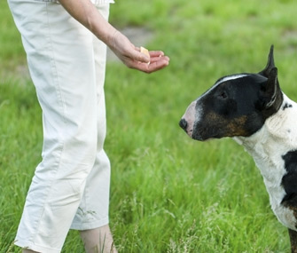 Holding dog treat in palm