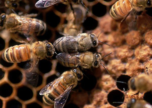 Bees