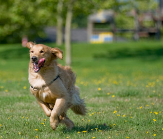 Hyper Golden Retriever running