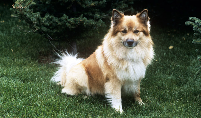 Tan Icelandic Sheepdog Sitting