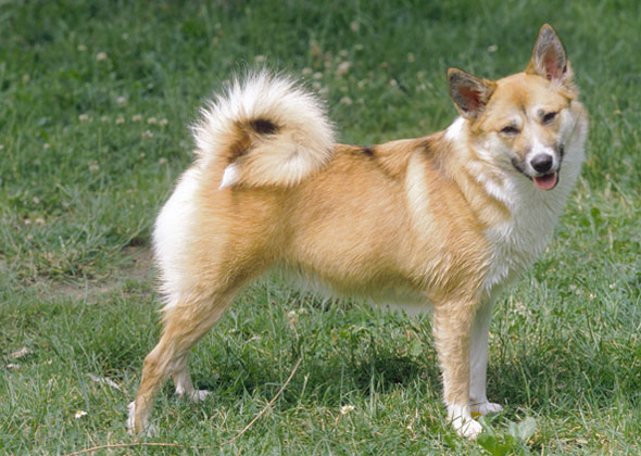 Icelandic Sheepdog