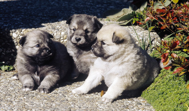 Three Icelandic Sheepdog Puppies