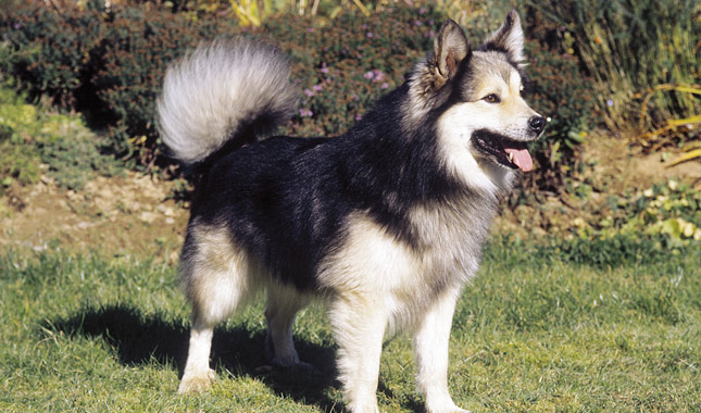 Icelandic Sheepdog Standing in Grass