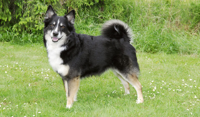 Black Icelandic Sheepdog Standing in Grass