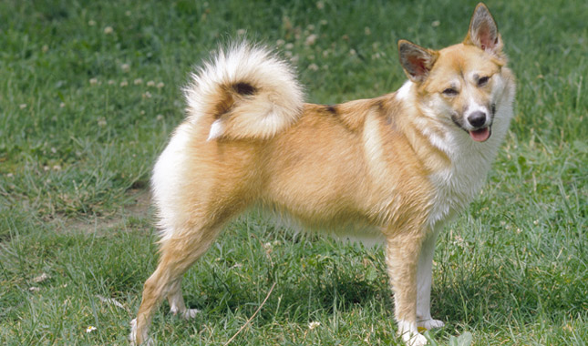 Icelandic Sheepdog dog breed