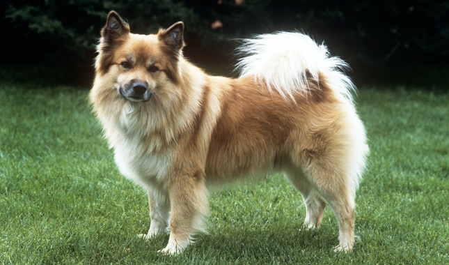 Tan Icelandic Sheepdog