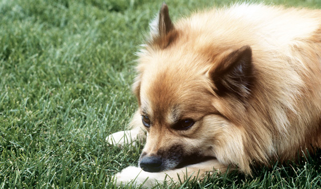 Close Up Icelandic Sheepdog Laying Down