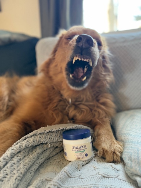 golden retreiver showing off teeth with tub of petlab co dental powder