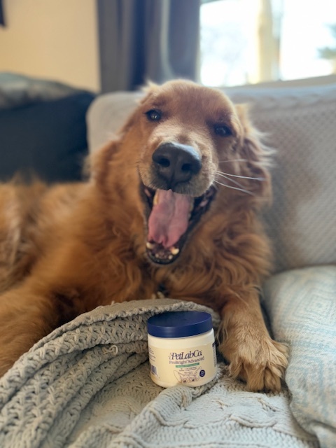 happy golden retreiver smiling with petlab co tub 