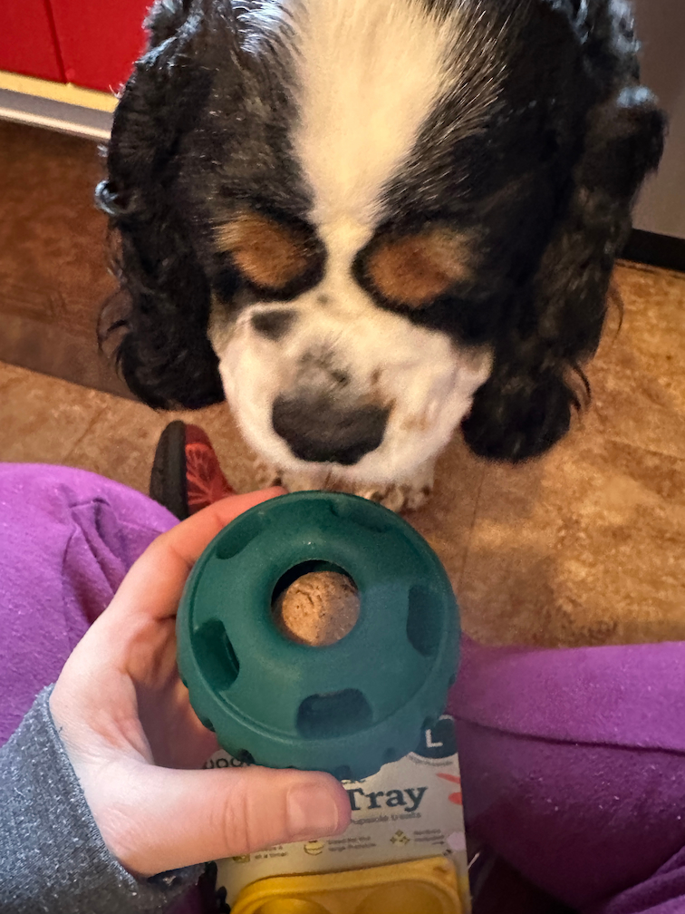 cocker spaniel dog sniffing treat in WOOF Pupsicle Treat Dispensing toy
