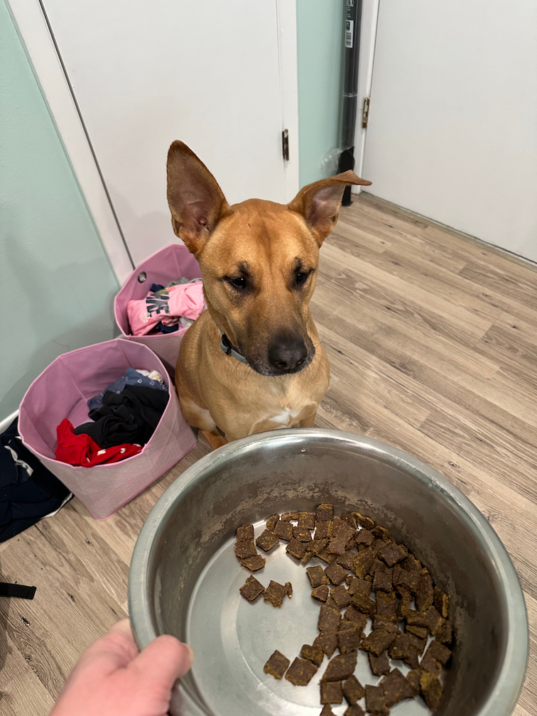 photo of dog and food bowl