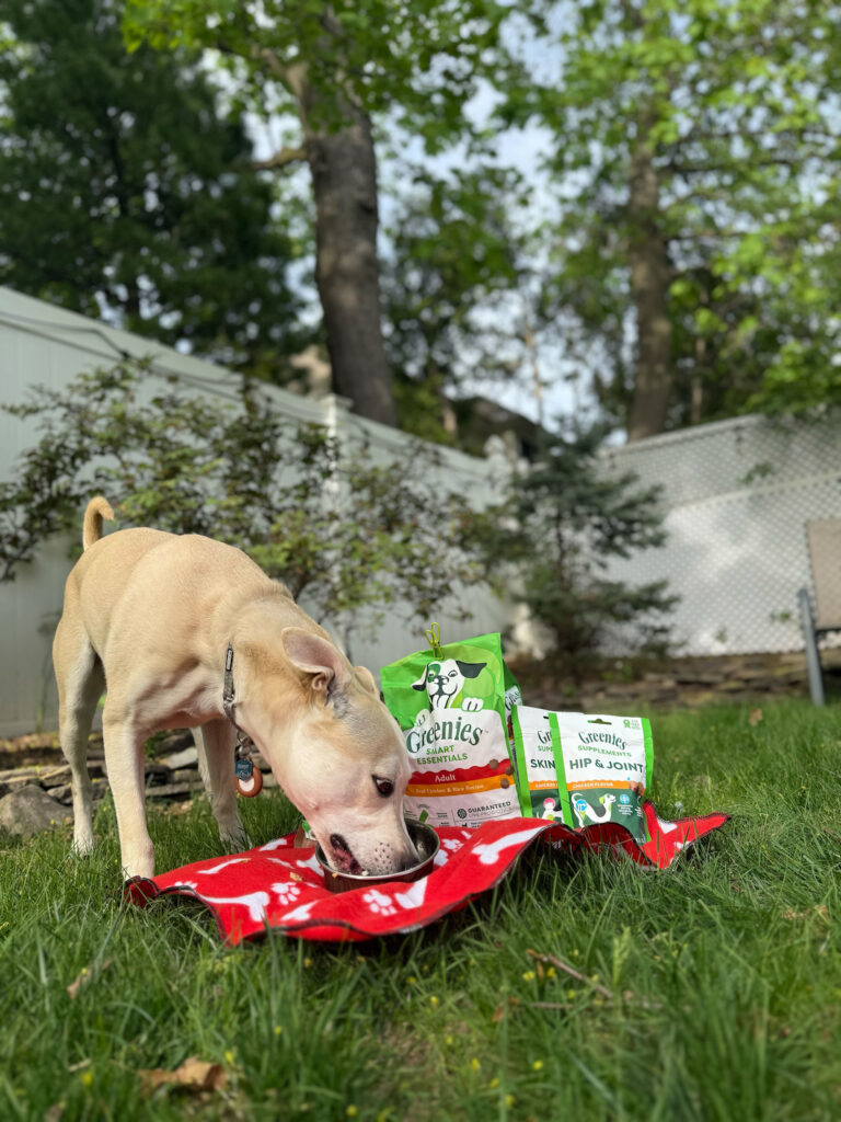 dog eating Greenies dry food out of bowl in backyard