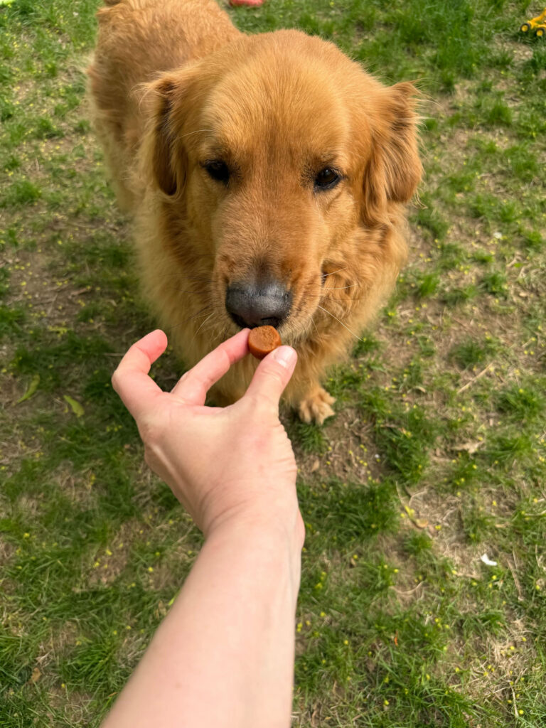 golden retreiver accepting greenies supplement chew from owner