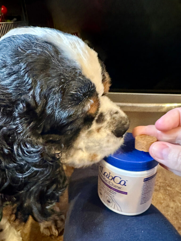 cocker spaniel sniffing a petlab co probiotic chew