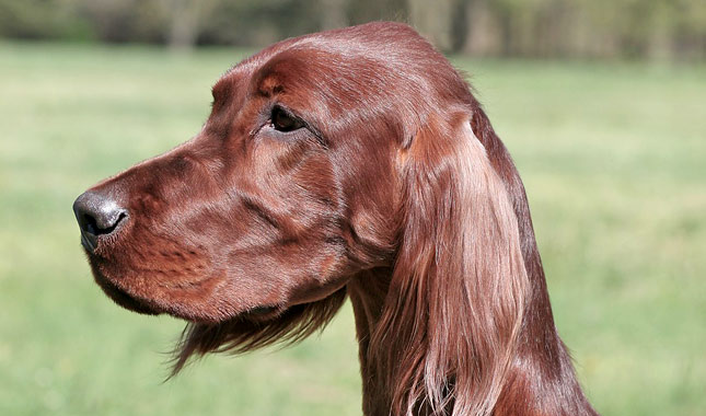 Irish Setter Dog Breed