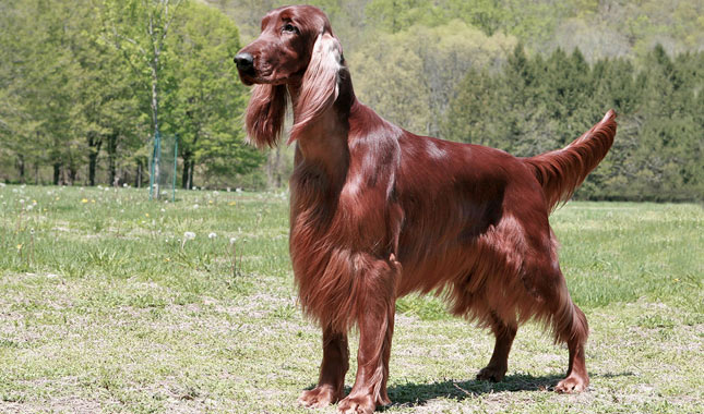 Irish Setter Dog Breed