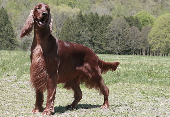 Irish Setter Dog Breed