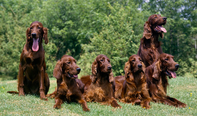 Irish Setter