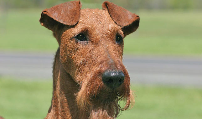 Irish Terrier Dog Breed