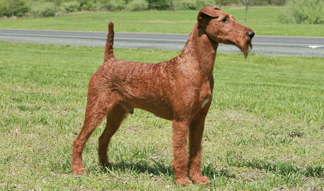 Irish Terrier Dog Breed
