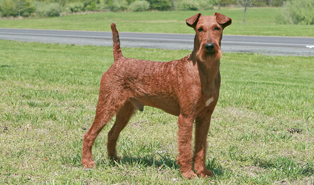 Irish Terrier Dog Breed