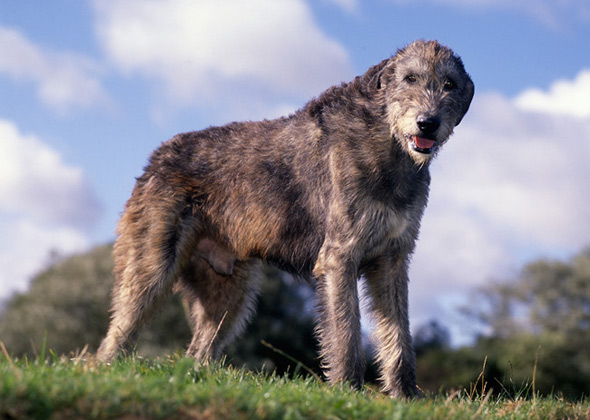 Irish Wolfhound