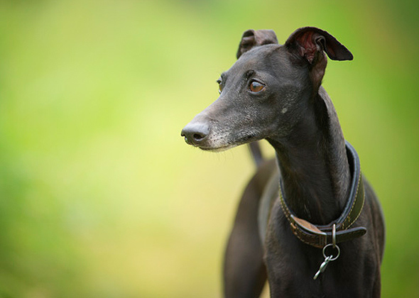 Italian Greyhound
