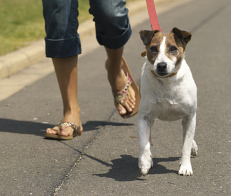 Jack Russell Terrier being walked