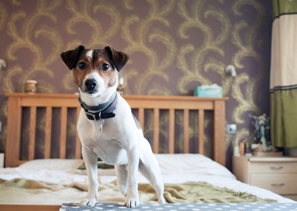 Jack Russell Terrier / Parson Russell Terrier