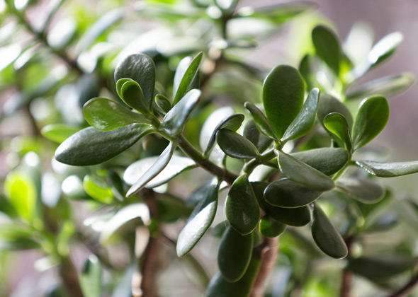 Jade Plant