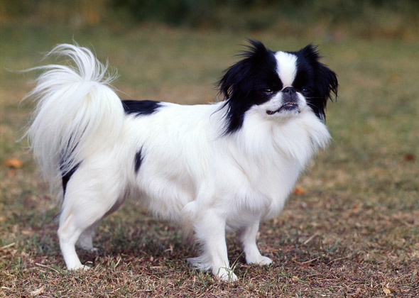 Japanese Chin