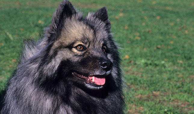 Keeshond Dog Breed