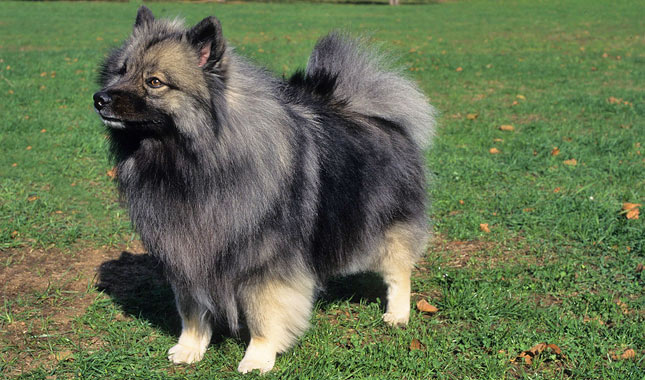 Keeshond Dog Breed
